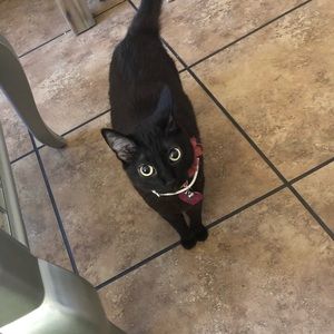 Meet your Posher, Daisy